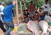 ఏలూరులో భారీ చేప కలకలం.. 37 కేజీల చేప చూసి ఆశ్చర్యపోయిన జనం