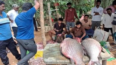 ఏలూరులో భారీ చేప కలకలం.. 37 కేజీల చేప చూసి ఆశ్చర్యపోయిన జనం
