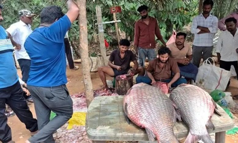 ఏలూరులో భారీ చేప కలకలం.. 37 కేజీల చేప చూసి ఆశ్చర్యపోయిన జనం