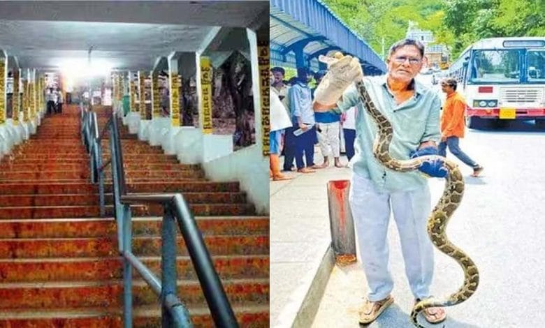 తిరుమల అలిపిరి కాలిబాటలో భారీ కొండచిలువ కలకలం.. భయాందోళనలో భక్తులు